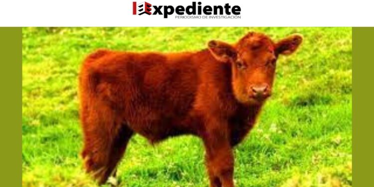 El tercer templo de Salomón, el sacrificio de la vaca roja y la guerra entre Israel y Palestina: ¿El principio del fin del mundo?